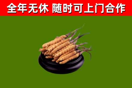 平坝区回收冬虫夏草